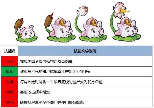 观音猫尾草