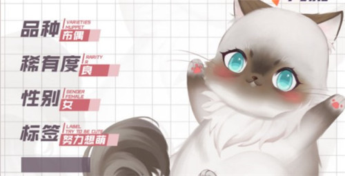 灵猫传猫咪攻略3