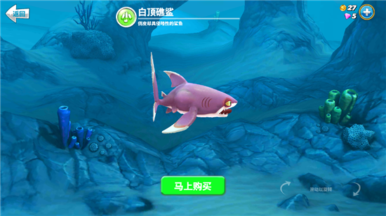 白鳍礁鲨