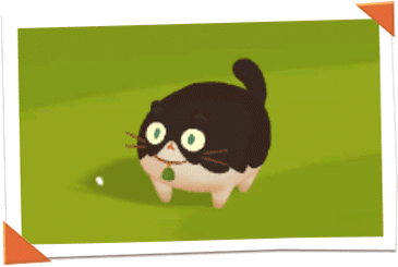 猫咪图鉴1