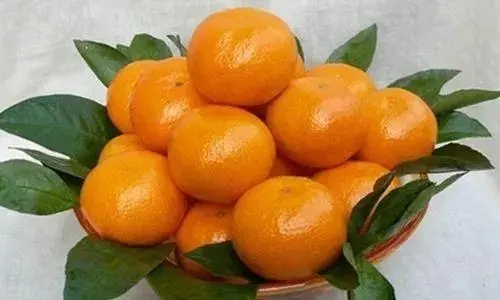 蜜桔