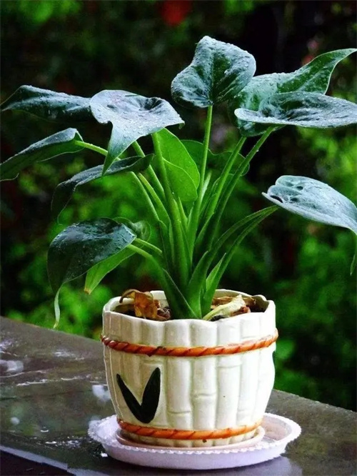 常见有毒植物科普6