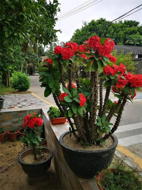 常见有毒植物科普7