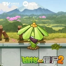 植物介绍6