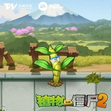 植物介绍7