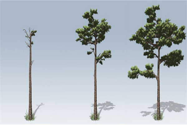 SpeedTree中文破解版使用方法截图