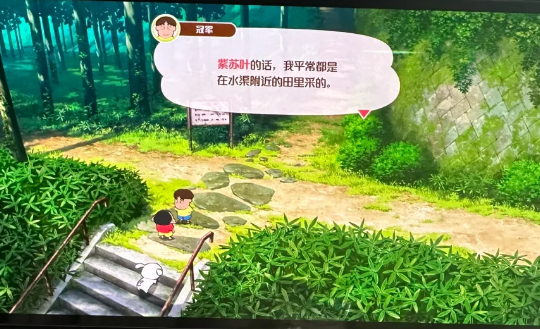 紫苏叶去哪里寻找