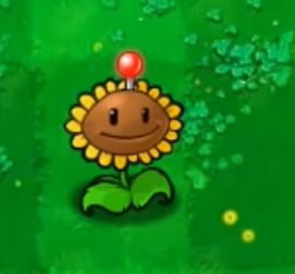 植物介绍1