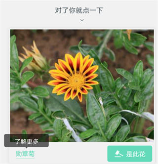 识别花草教程截图3